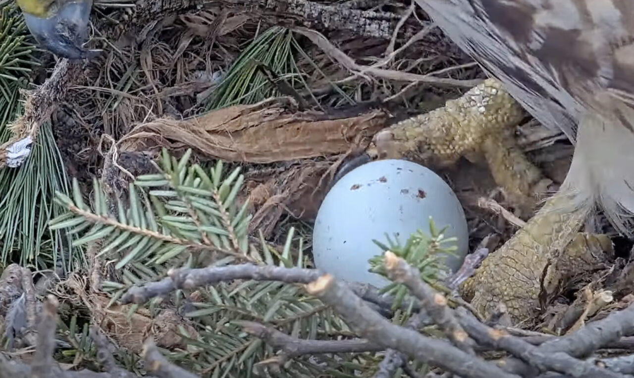 Watch Big Red reveal her first egg of 2024.